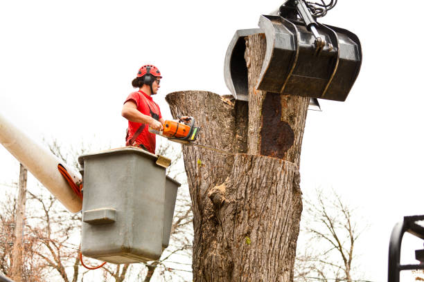 Mulching Services in Woodworth, LA